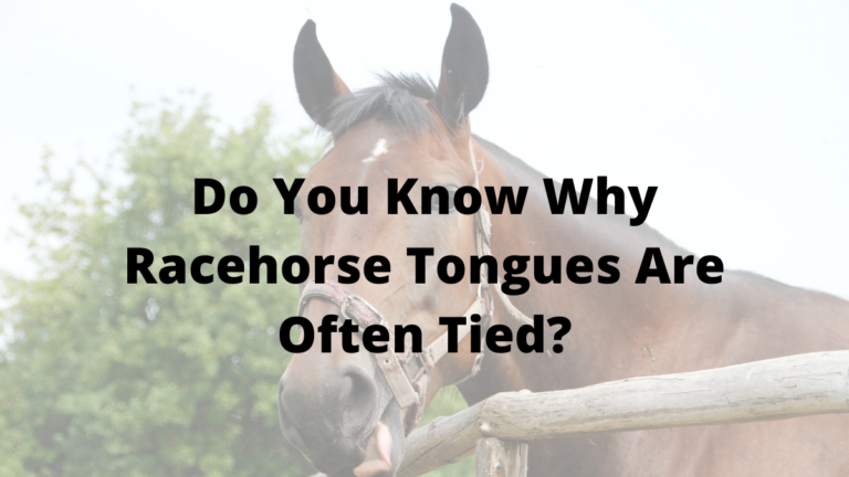 Do You Know Why Racehorse Tongues Are Often Tied?