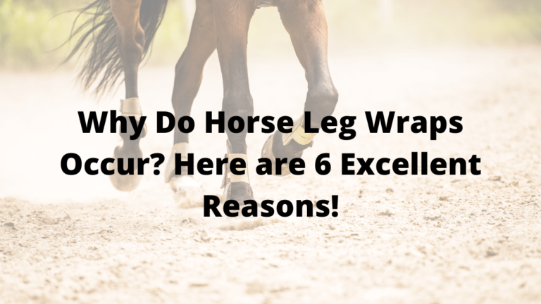 Why Do Horse Leg Wraps Occur? Here are 6 Excellent Reasons!