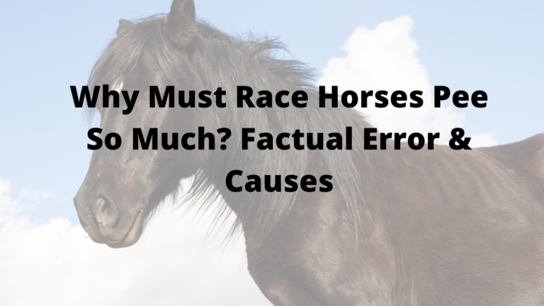 Why Must Race Horses Pee So Much? Factual Error & Causes