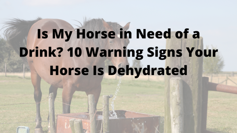 Is My Horse in Need of a Drink? 10 Warning Signs Your Horse Is Dehydrated